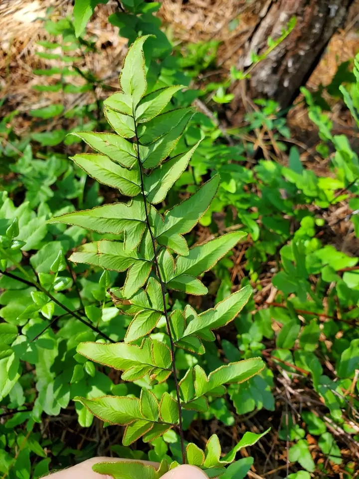 Green Cliff Brake (Cheilanthes viridis)