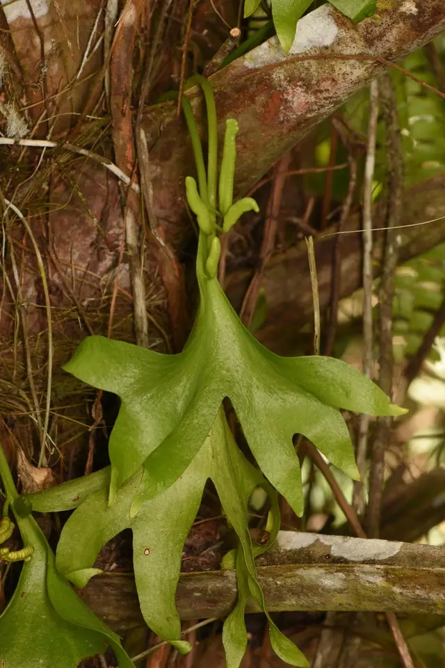 Hand Fern (Cheiroglossa palmata)
