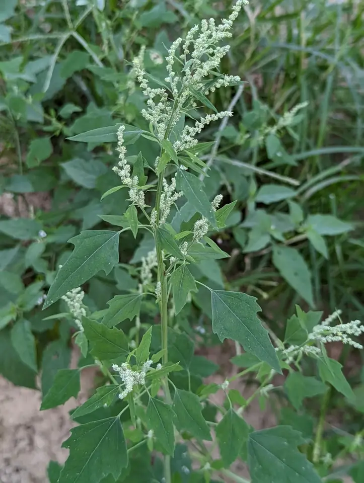 Common Lambsquarters (Chenopodium album)
