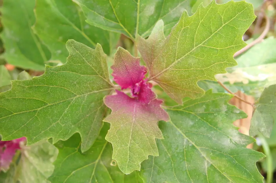 Tree Spinach (Chenopodium giganteum)