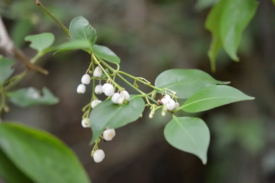 West Indian Milkberry (Chiococca alba)
