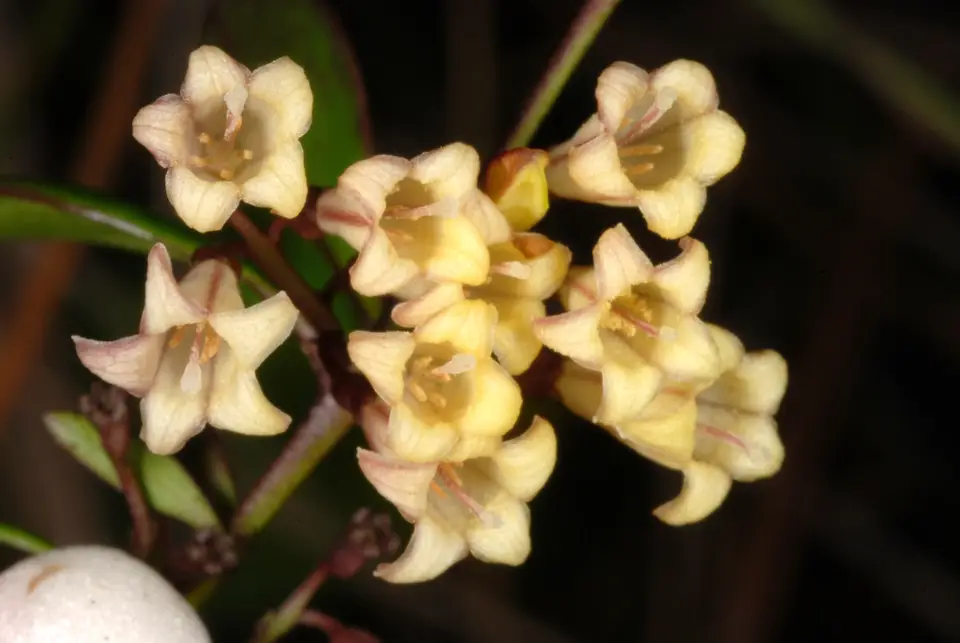 Pineland Milkberry (Chiococca parvifolia)