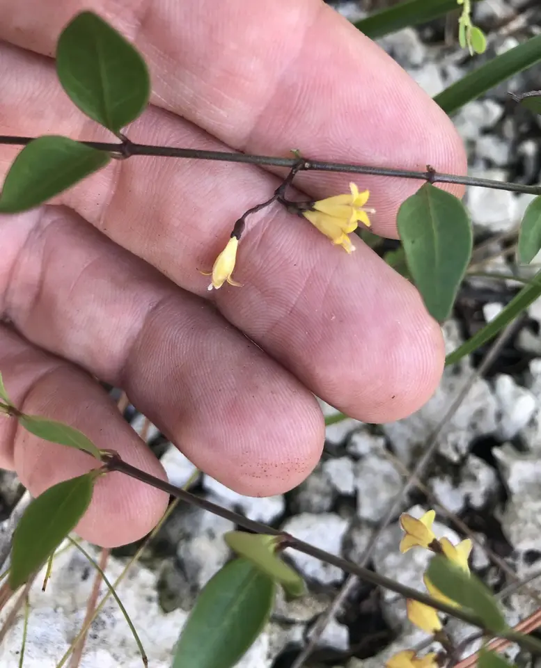 Rockland Snowberry (Chiococca pinetorum)