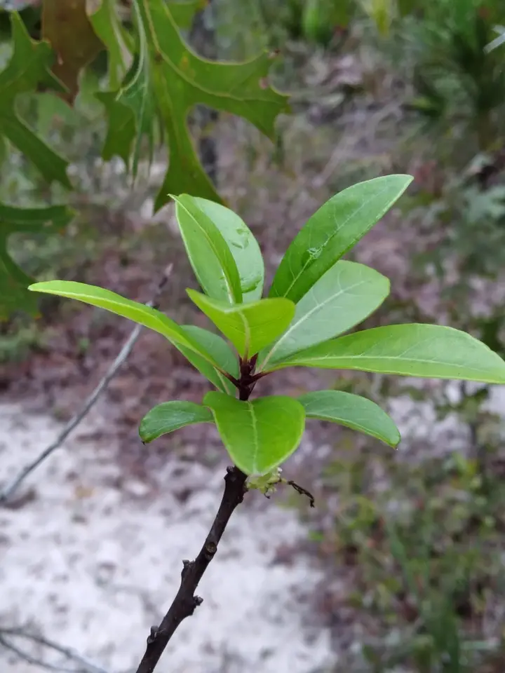 Pygmy Fringetree (Chionanthus pygmaeus)