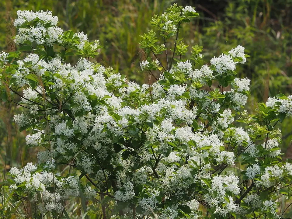 Tassel Tree (Chionanthus retusus)