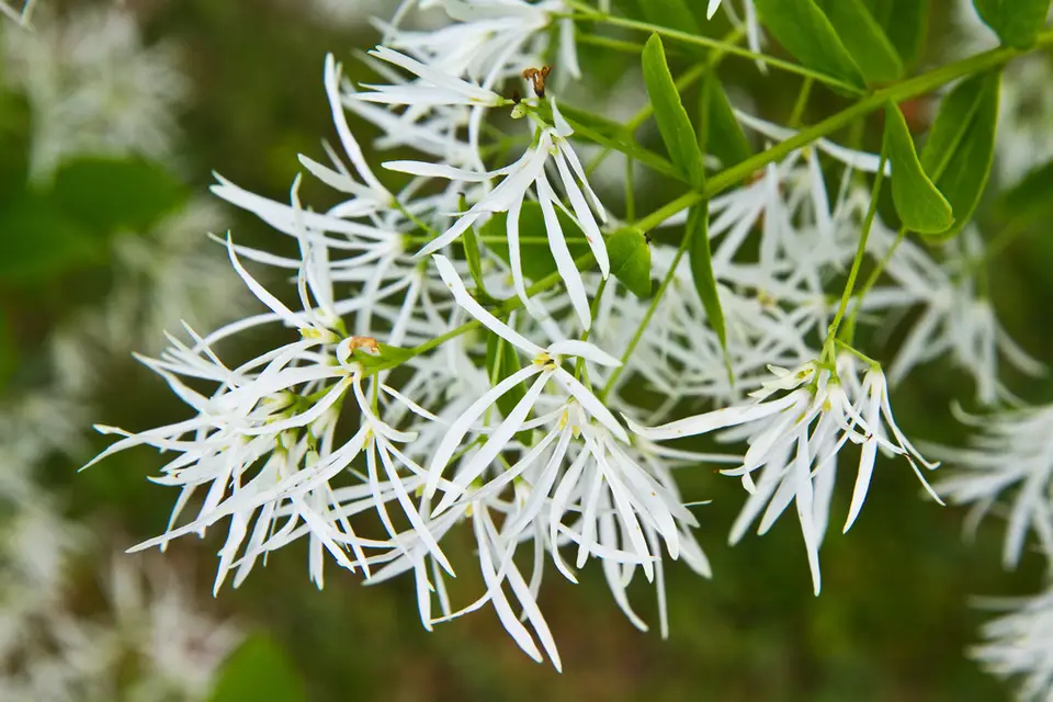 White Fringetree (Chionanthus virginicus)