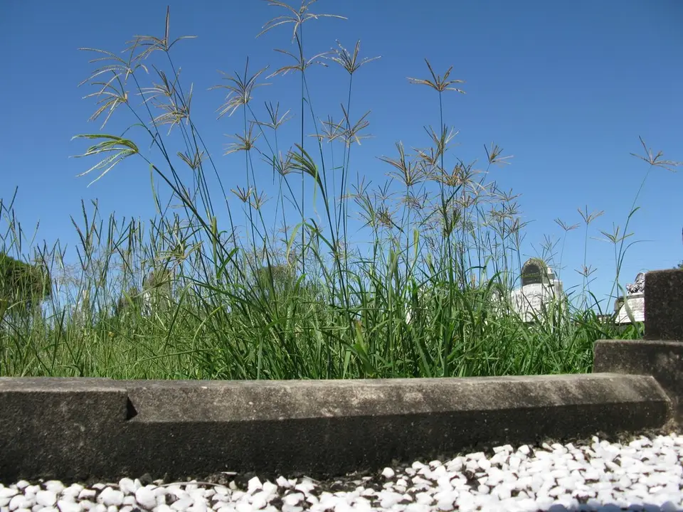 Rhodes Grass (Chloris gayana)