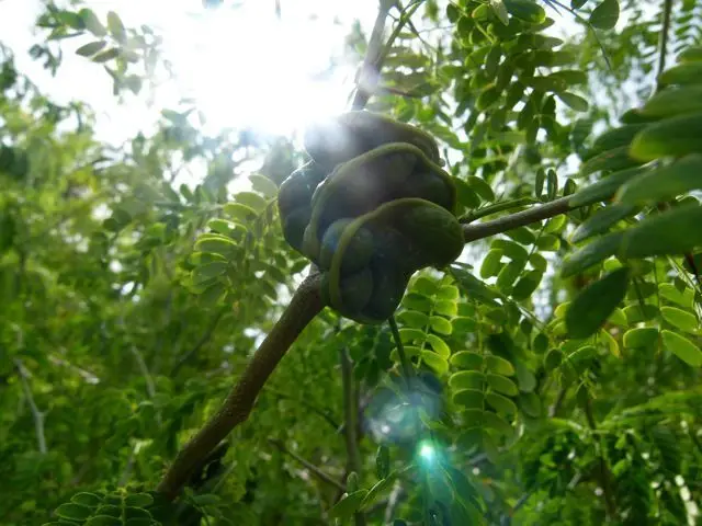 Chloroleucon tortum (Chloroleucon tortum)