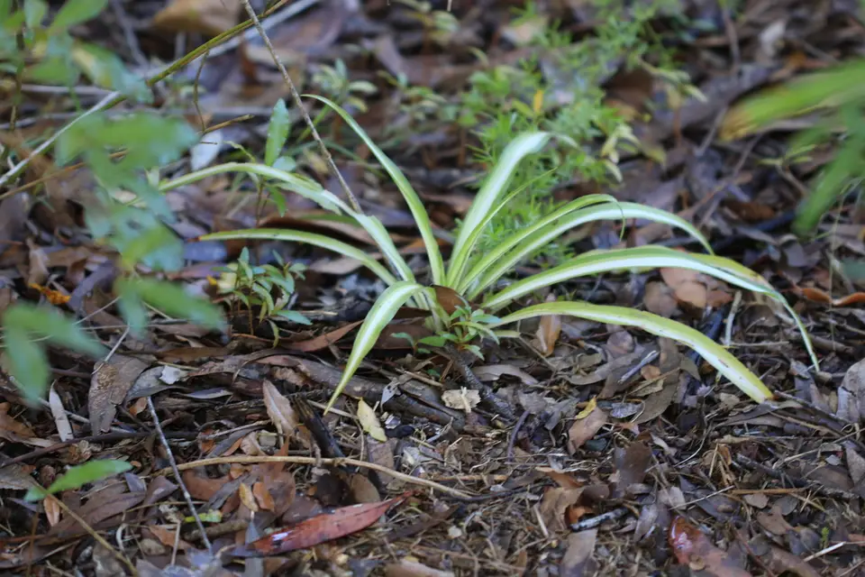 Spider Plant (Chlorophytum comosum)