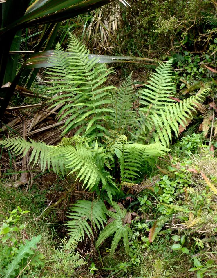 Soft Fern (Christella dentata)