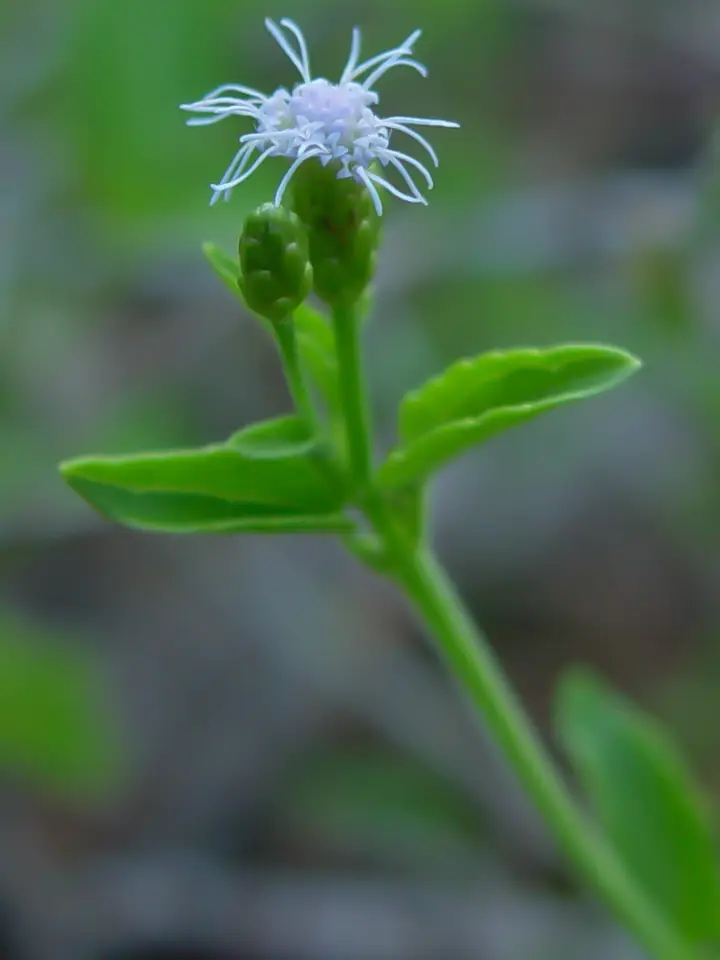 Cape Sable Thoroughwort (Chromolaena frustrata)