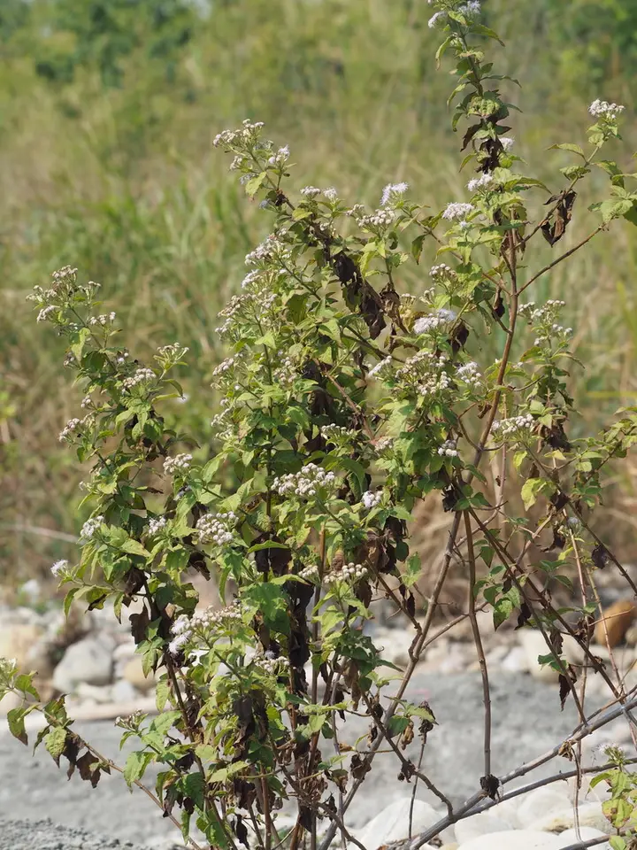 Siam Weed (Chromolaena odorata)
