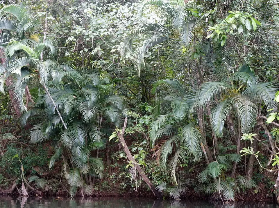 Areca Palm (Chrysalidocarpus lutescens)