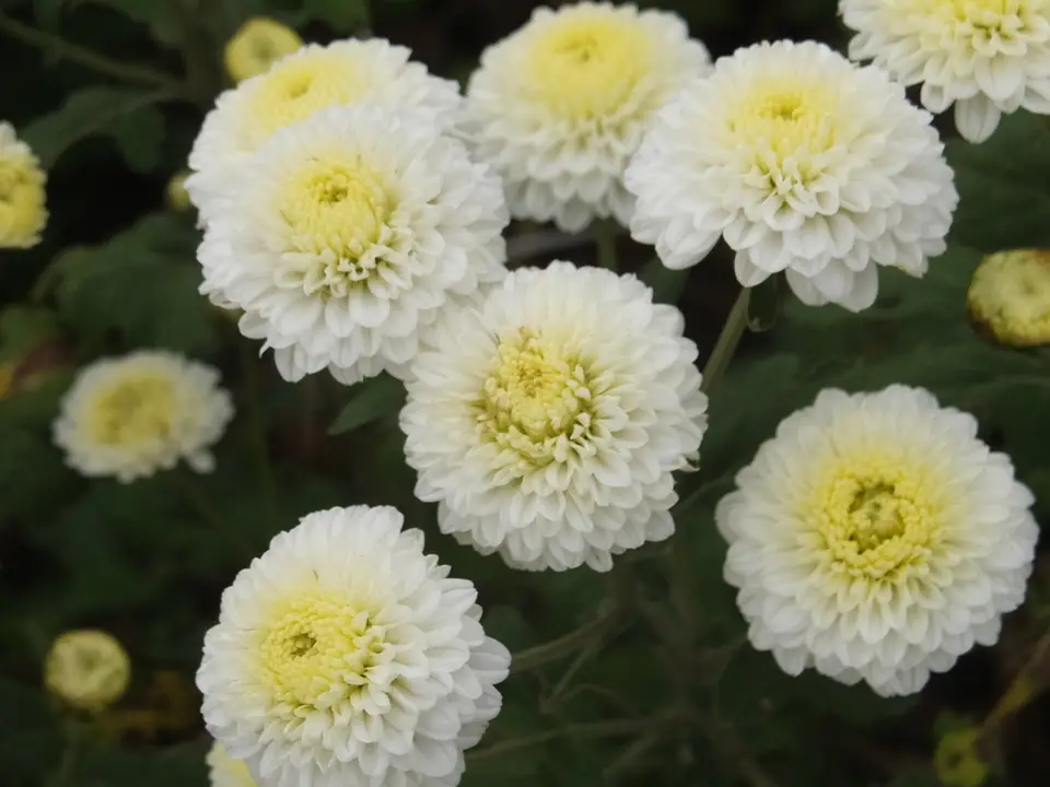 Common Chrysanthemum (Chrysanthemum × morifolium)