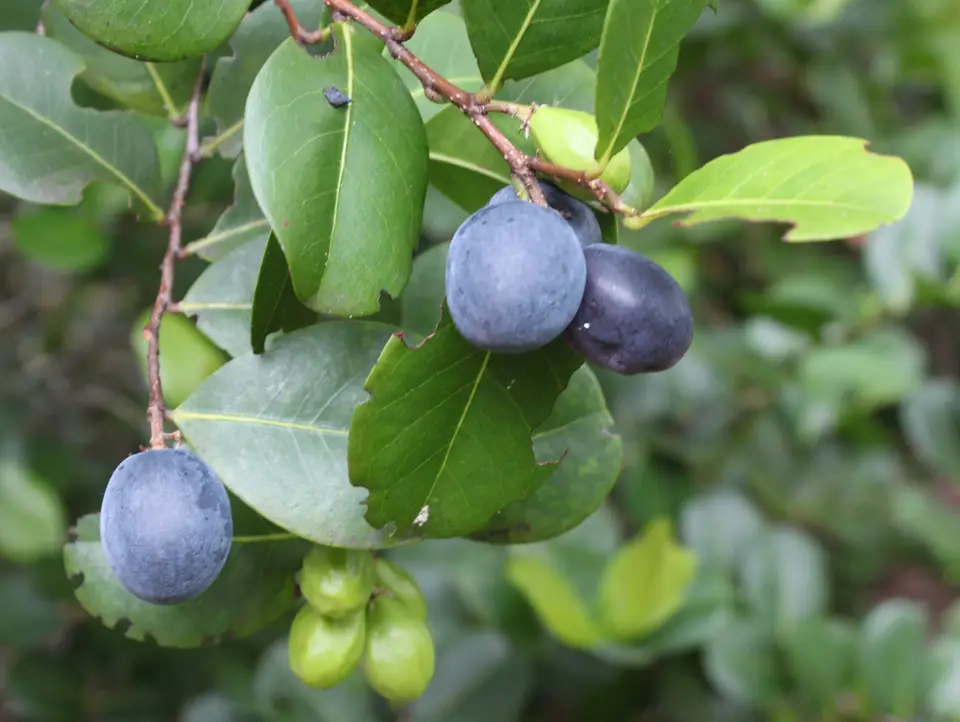 Cocoplum (Chrysobalanus icaco)