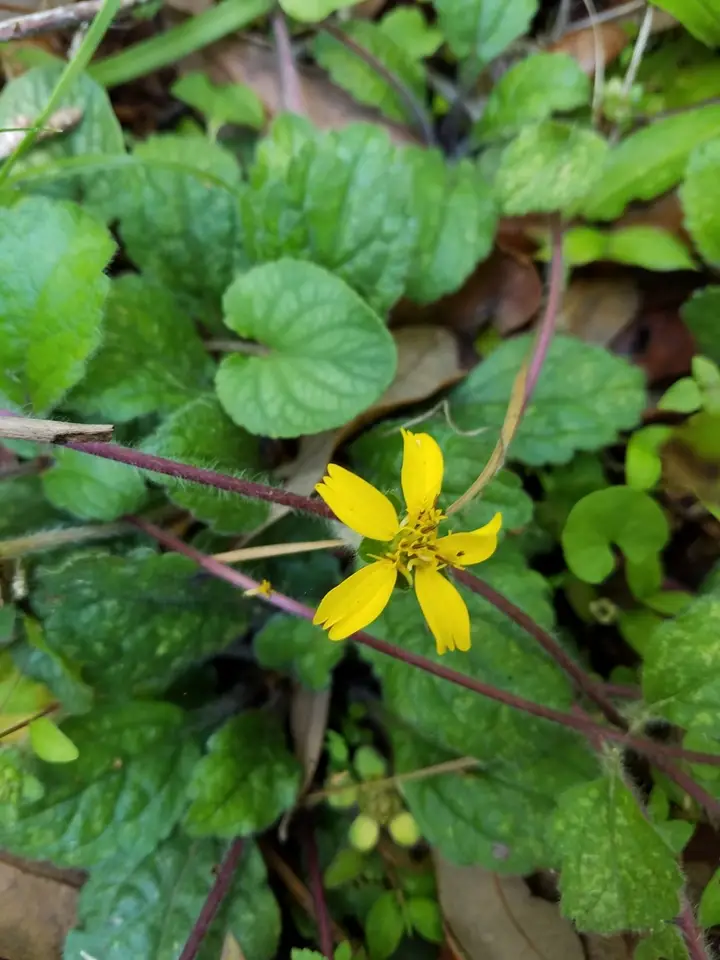 Gulf Coast Green-And-Gold (Chrysogonum australe)