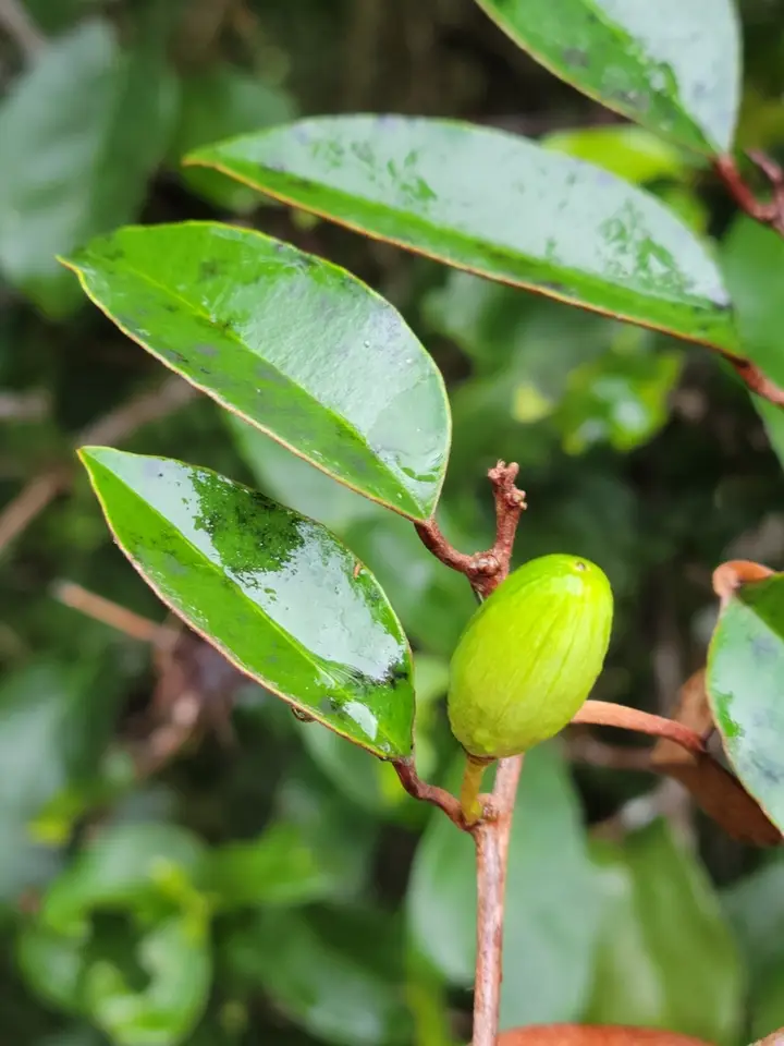 Satinleaf (Chrysophyllum oliviforme)