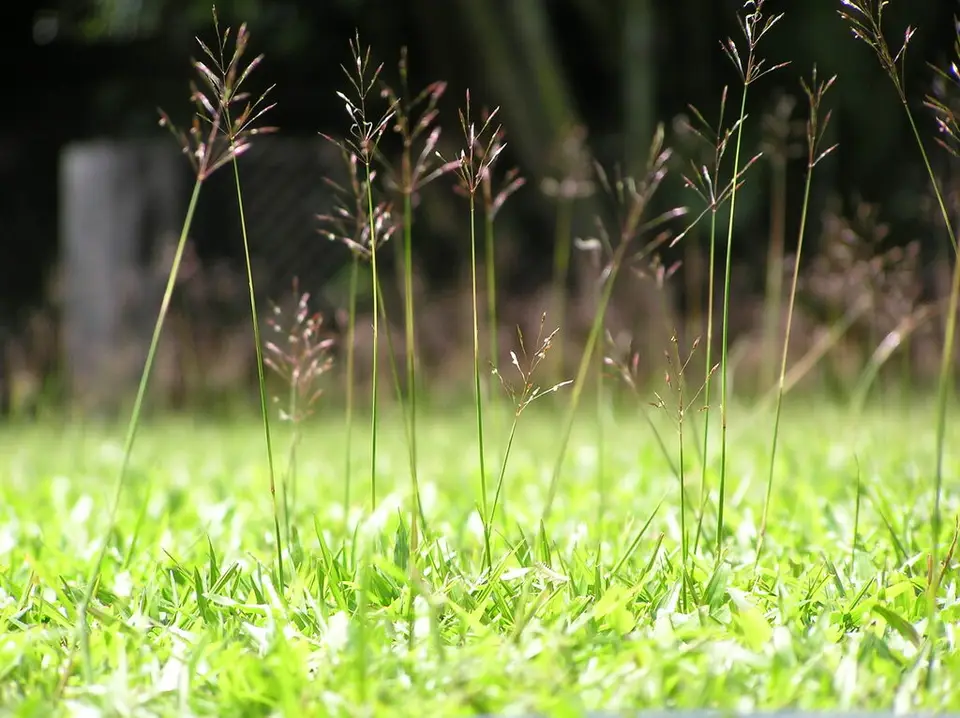Wild Oat Grass (Chrysopogon aciculatus)
