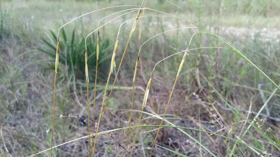Chrysopogon pauciflorus (Chrysopogon pauciflorus)