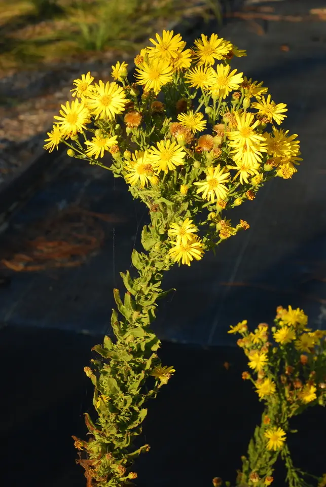 Delaney's Goldenaster (Chrysopsis delaneyi)