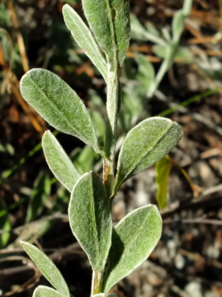 Florida Goldenaster (Chrysopsis floridana)