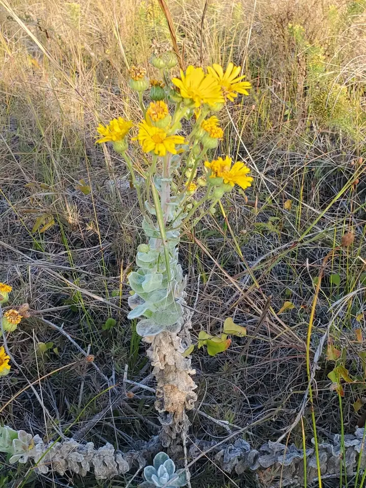 Godfrey's Goldenaster (Chrysopsis godfreyi)