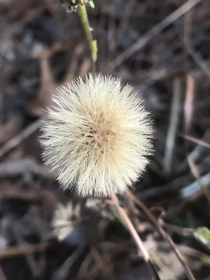 Cottony Goldenaster (Chrysopsis gossypina)