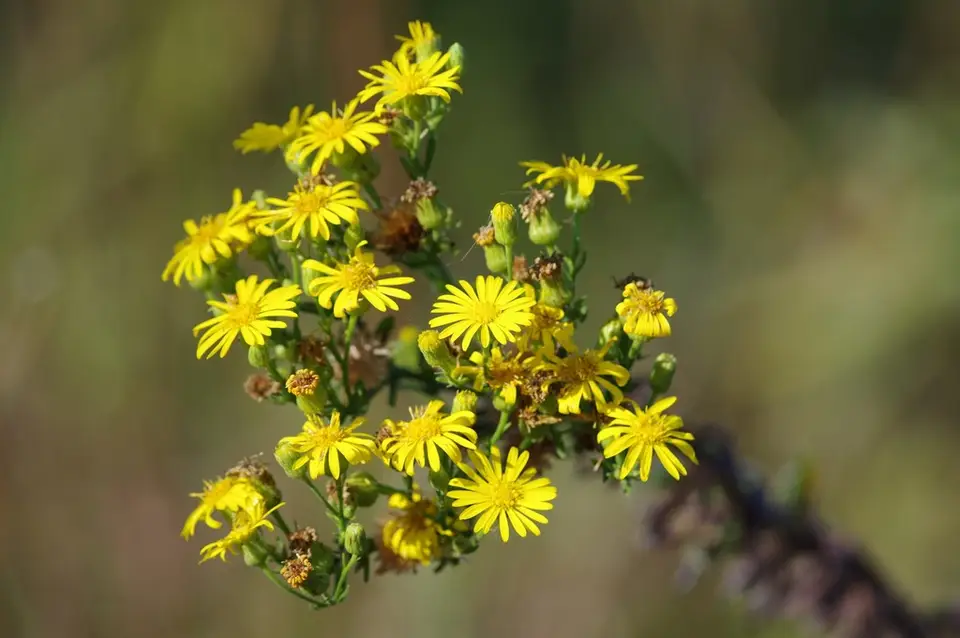 Highlands Goldenaster (Chrysopsis highlandsensis)