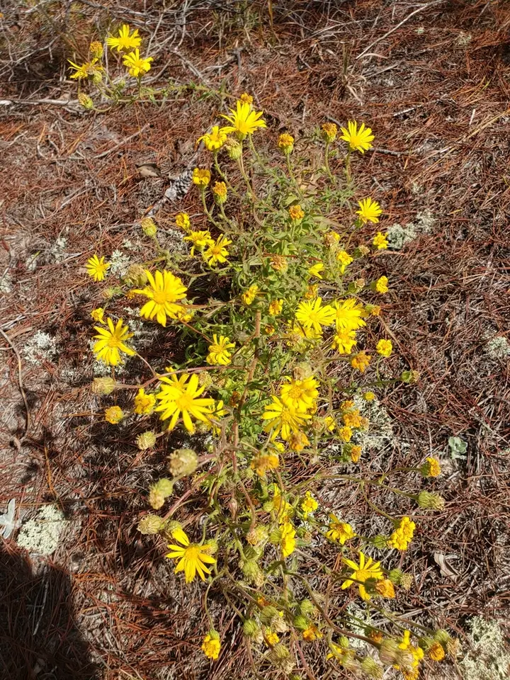 Lynn Haven Goldenaster (Chrysopsis lanuginosa)