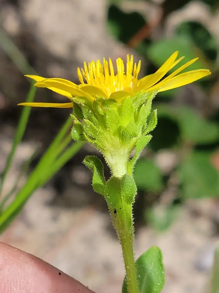 Pineland Goldenaster (Chrysopsis latisquamea)