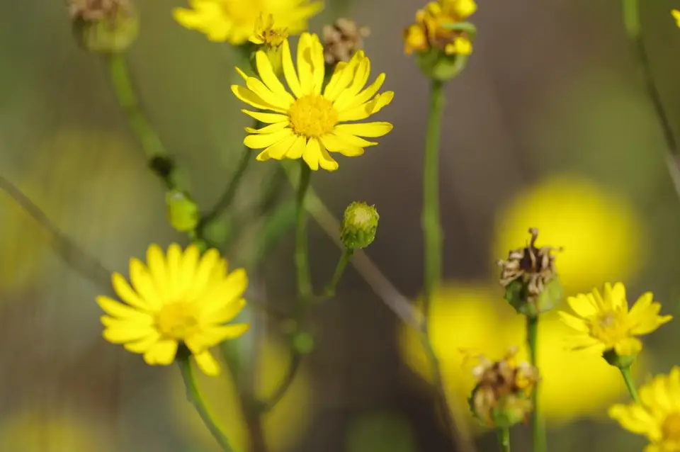 Narrowleaf Goldenaster (Chrysopsis linearifolia)