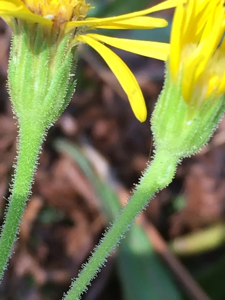 Maryland Golden-Aster (Chrysopsis mariana)