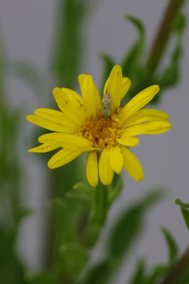 Coastalplain Goldenaster (Chrysopsis scabrella)