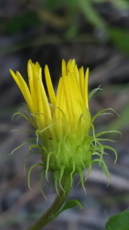 Scrubland Goldenaster (Chrysopsis subulata)