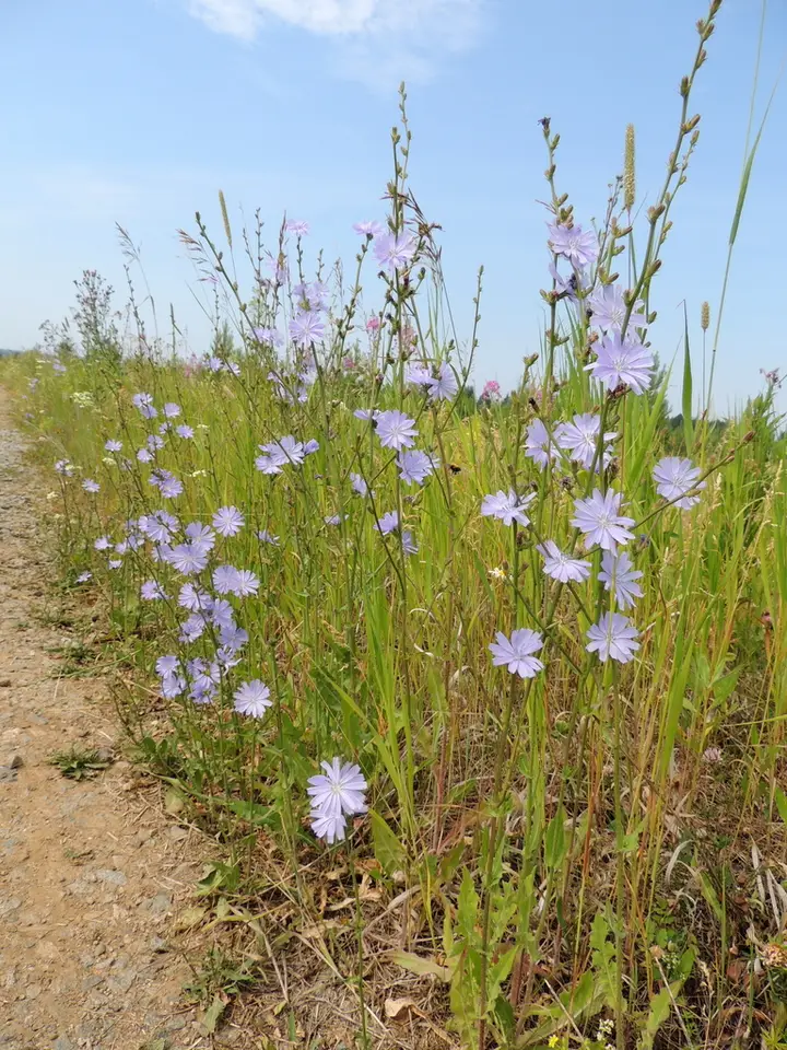 Chicory (Cichorium intybus)