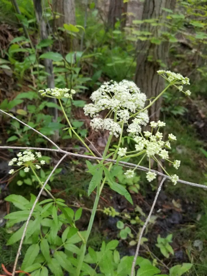 Water Hemlock (Cicuta maculata)