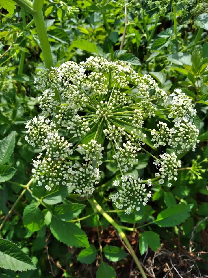 Southern Water Hemlock (Cicuta mexicana)