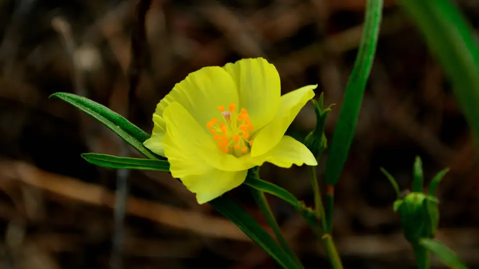 Yellow Hibiscus (Cienfuegosia yucatanensis)