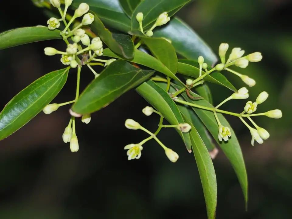 Cinnamon Tree (Cinnamomum burmanni)
