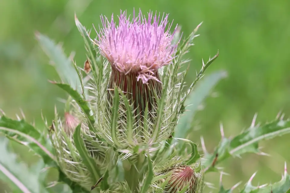 Bristle Thistle (Cirsium horridulum)
