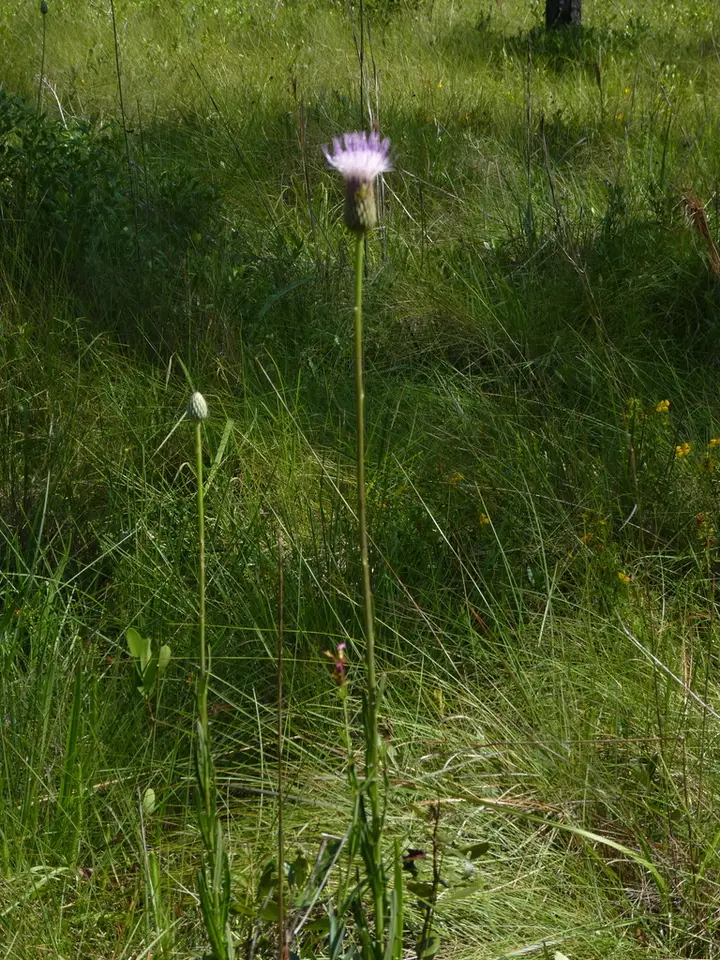 Le Conte's Thistle (Cirsium lecontei)