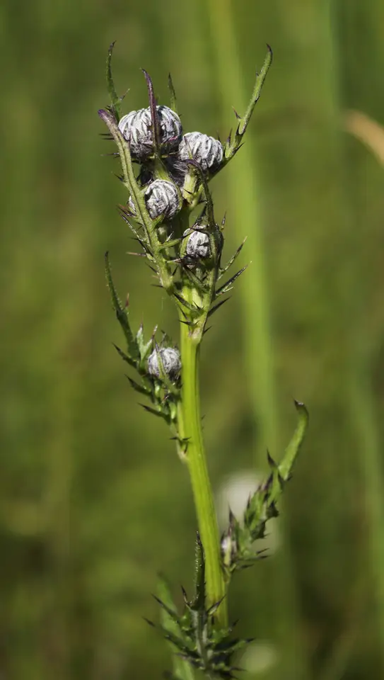 Swamp Thistle (Cirsium muticum)