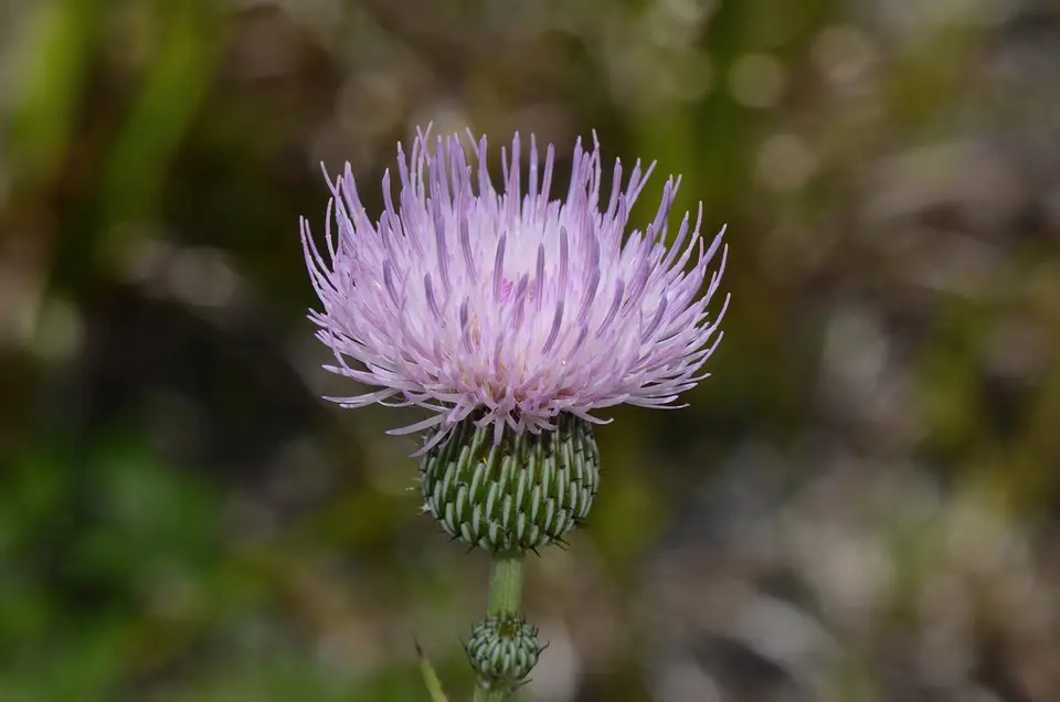 Nuttall's Thistle (Cirsium nuttallii)