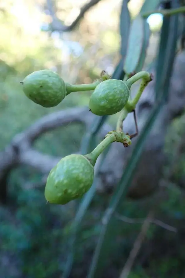 Adamant Creeper (Cissus quadrangularis)