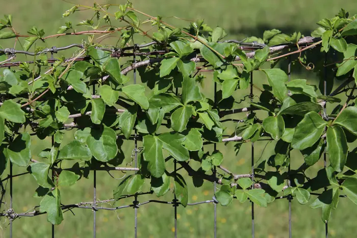 Sorrelvine (Cissus trifoliata)