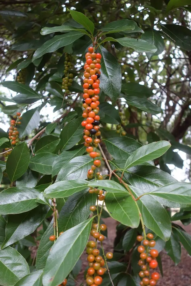 Spiny Fiddlewood (Citharexylum spinosum)
