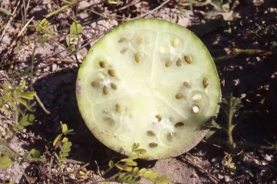 Fodder Melon (Citrullus amarus)
