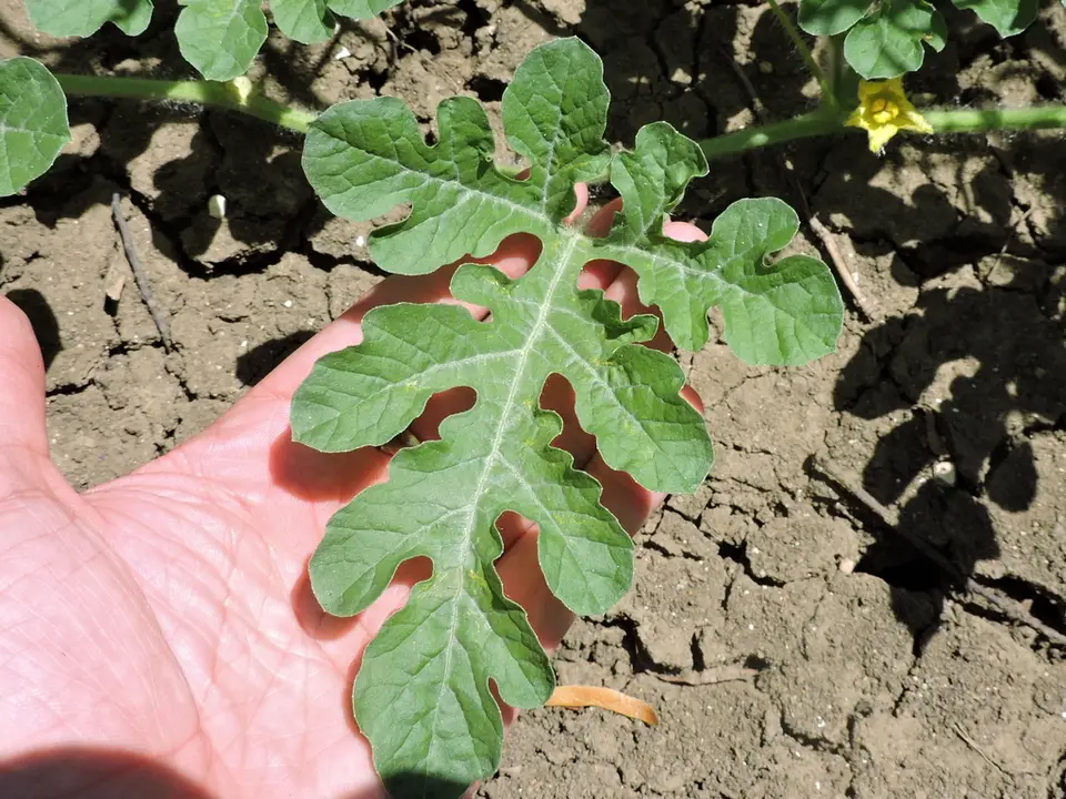 Watermelon (Citrullus lanatus)