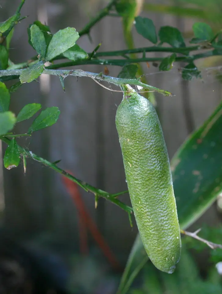 Finger Lime (Citrus australasica)