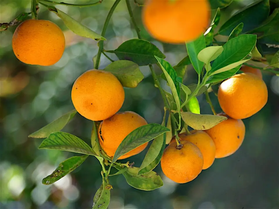 Tangerine (Citrus deliciosa)